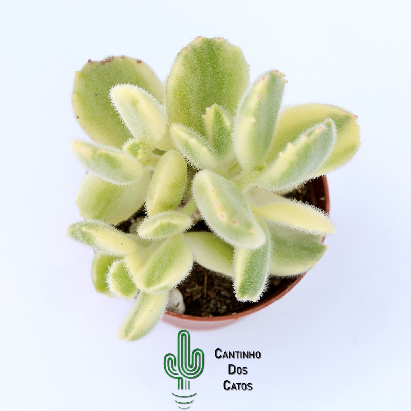 Cotyledon Tomentosa Variegata