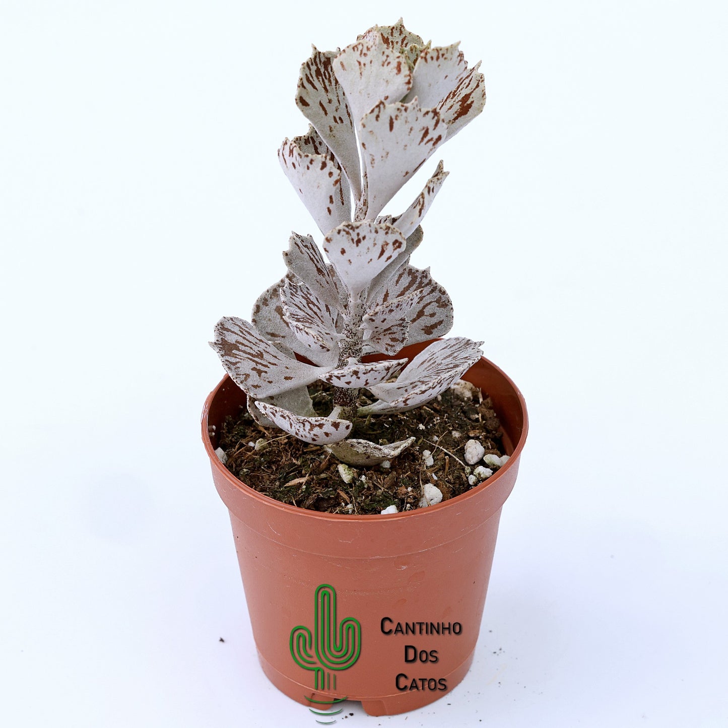 Kalanchoe Rhombopilosa