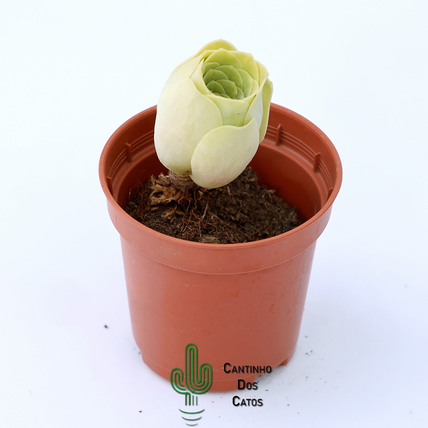 Aeonium Diplocyclum (Greenovia diplocycla)