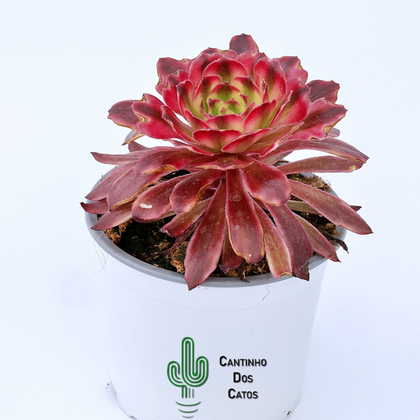 Aeonium Saint Simon Violet