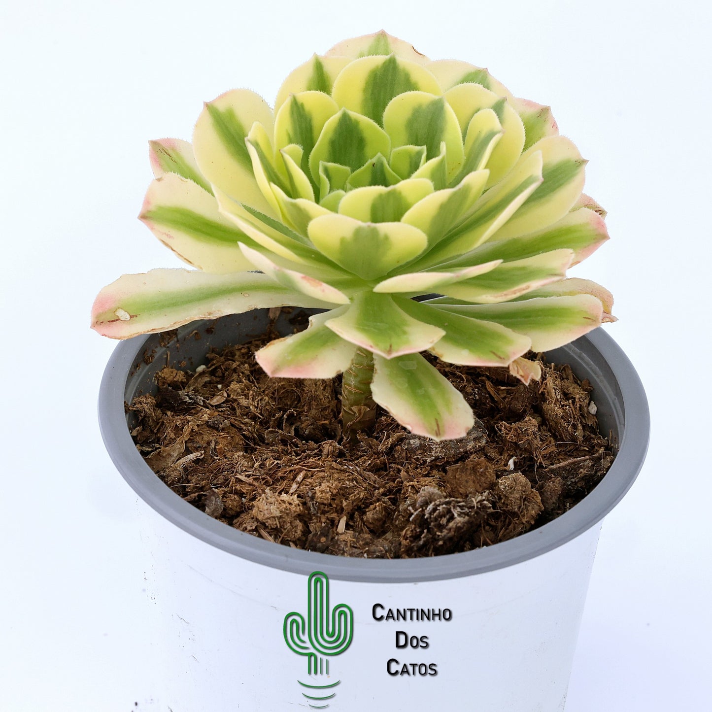 Aeonium Golden Jade Variegata