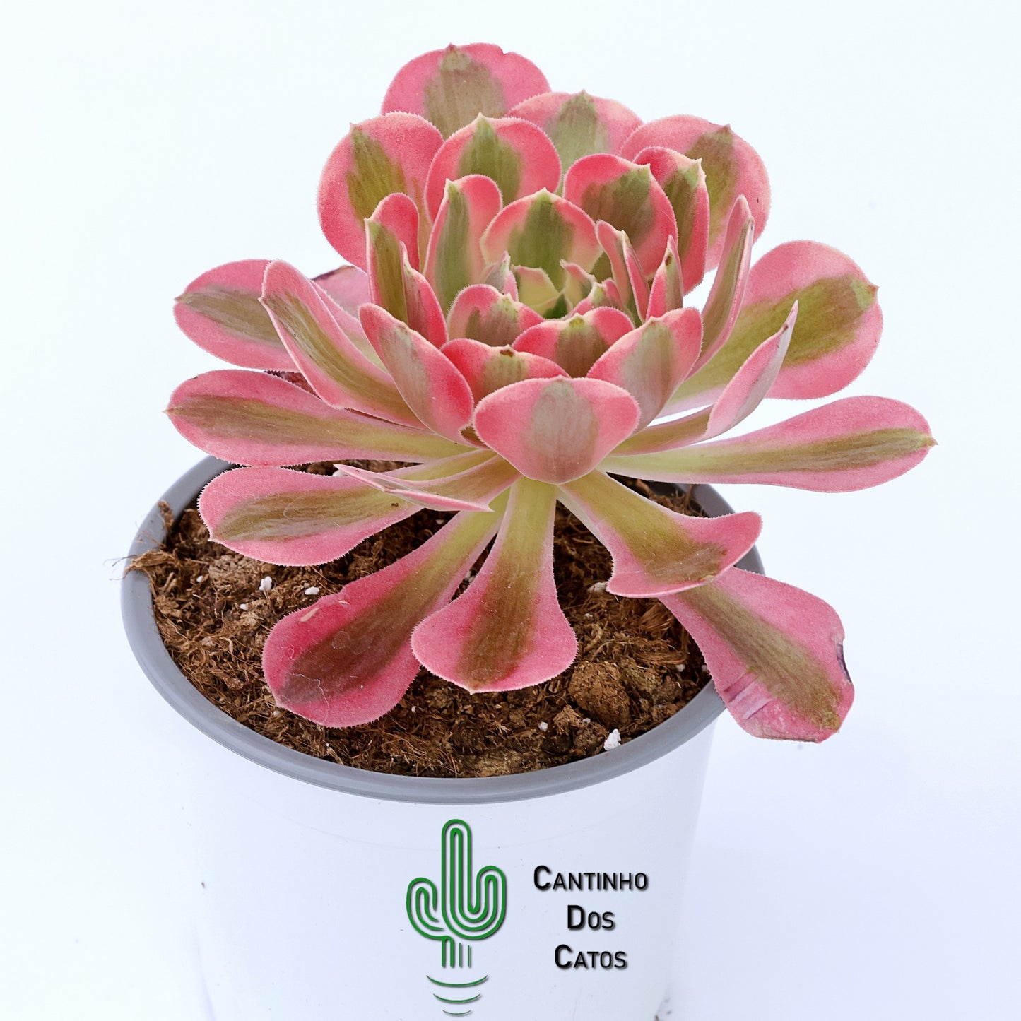 Aeonium ‘Pink Witch’