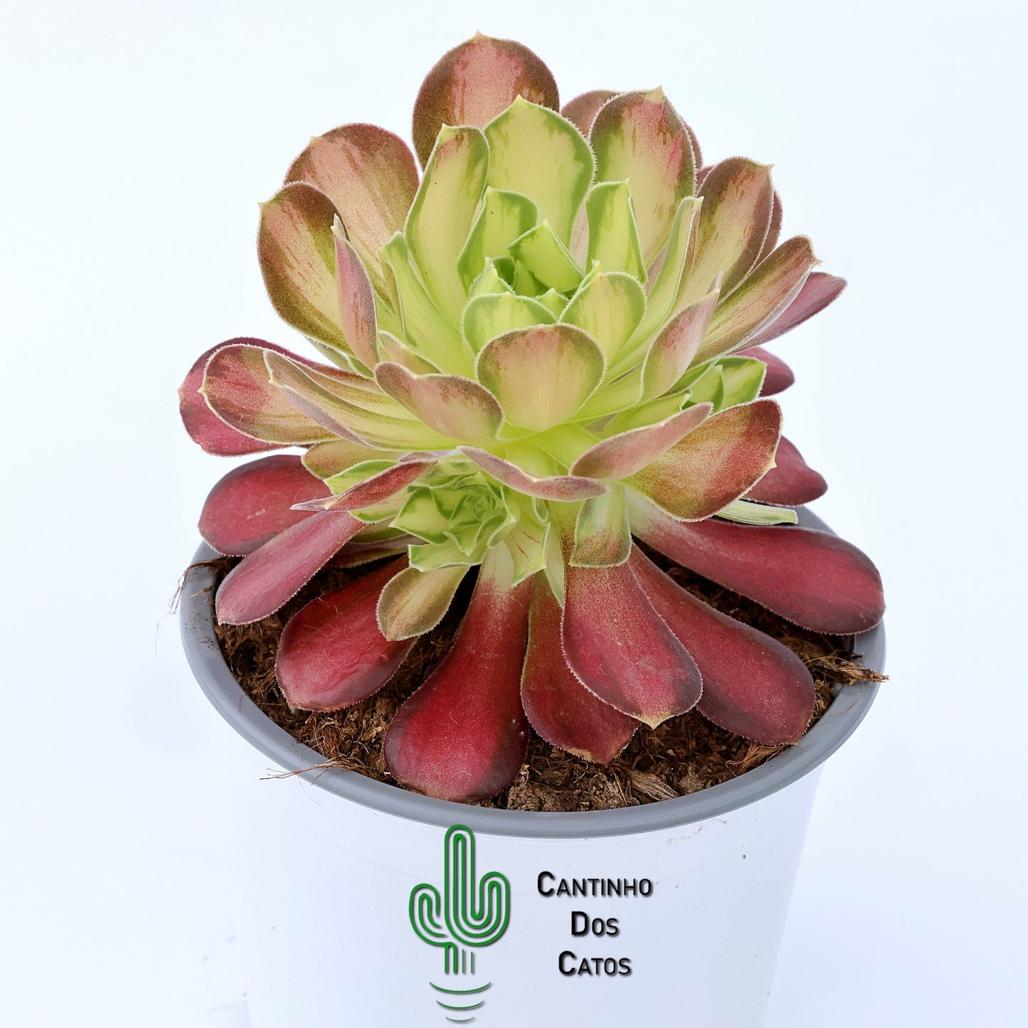 Aeonium Pink Witch Yellow Middle