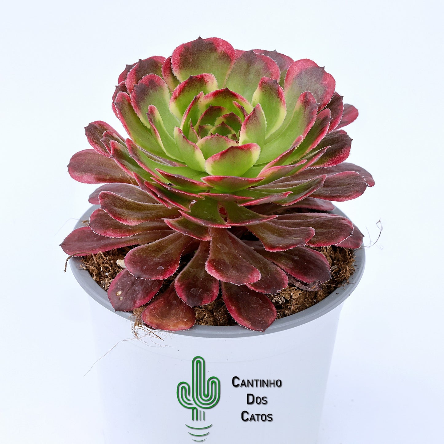Aeonium Sparks