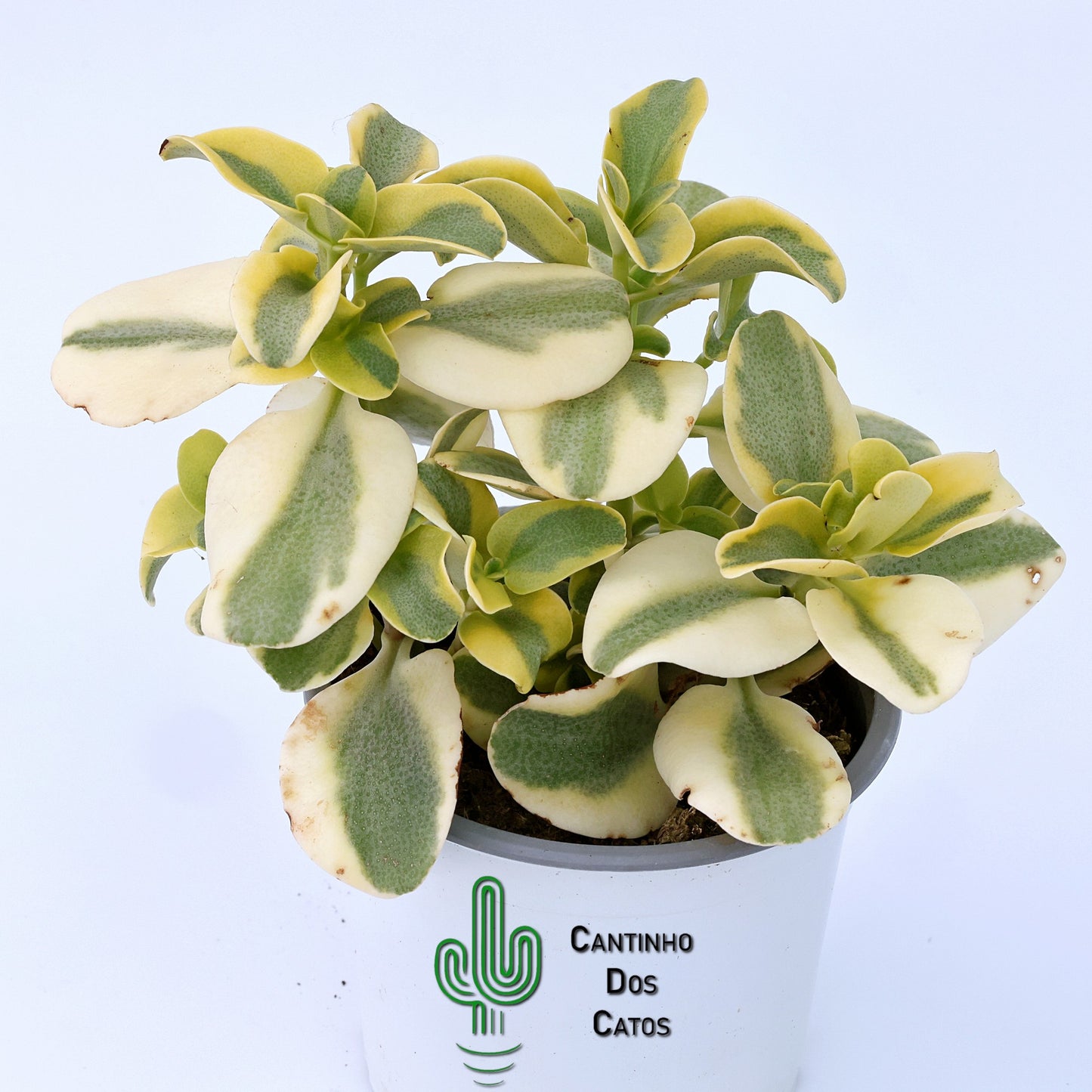 Crassula Multicava Variegata