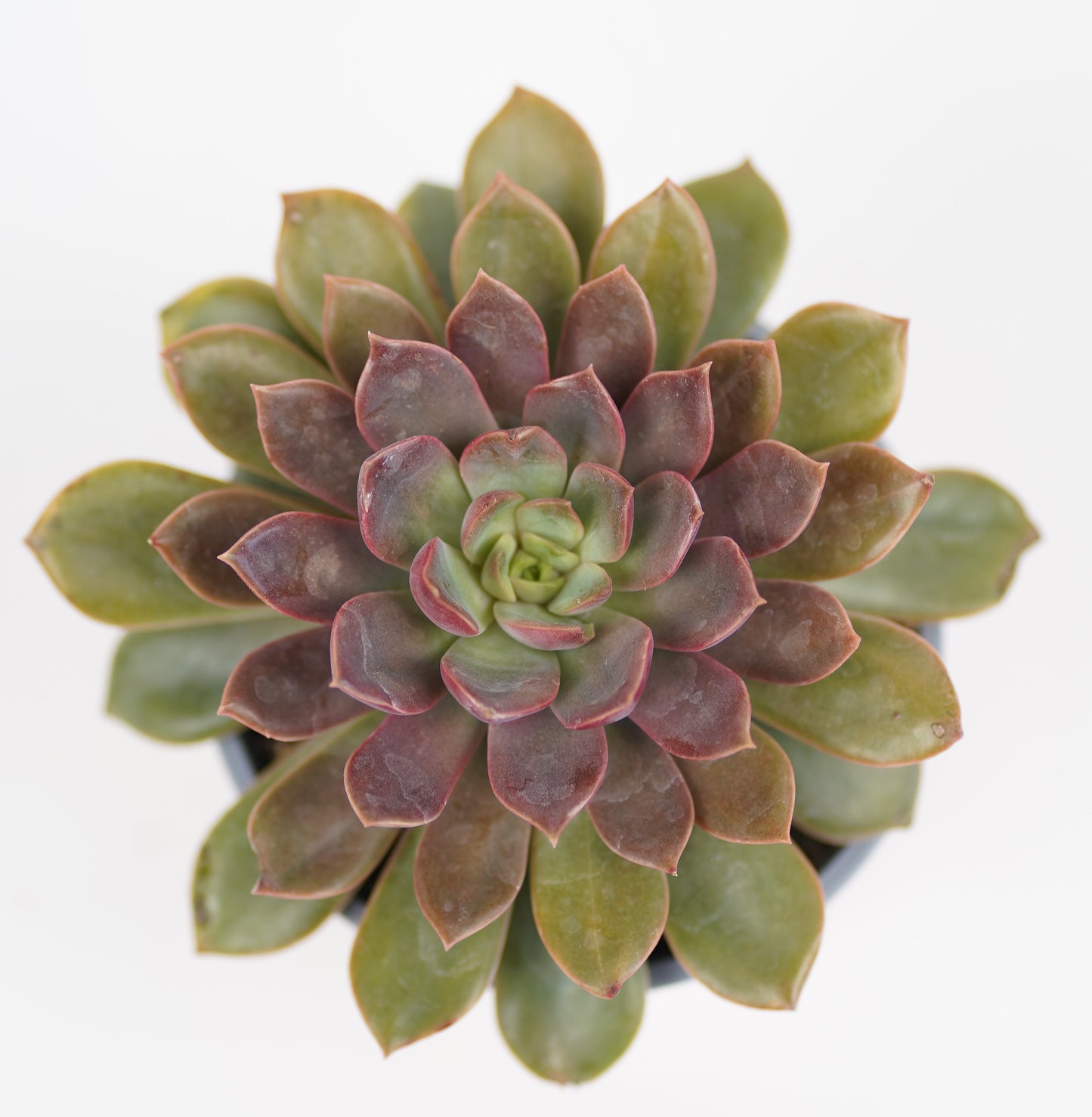 Echeveria Mina