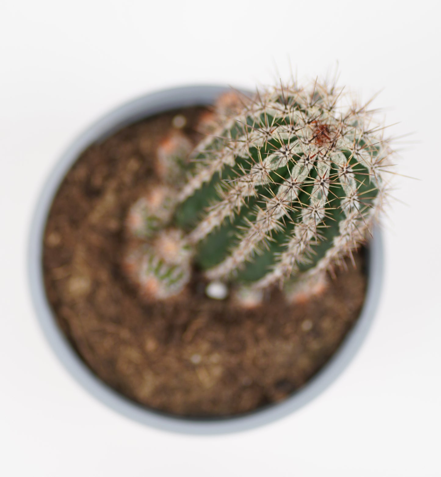 Echinopsis Cv. Haku-jo Maru