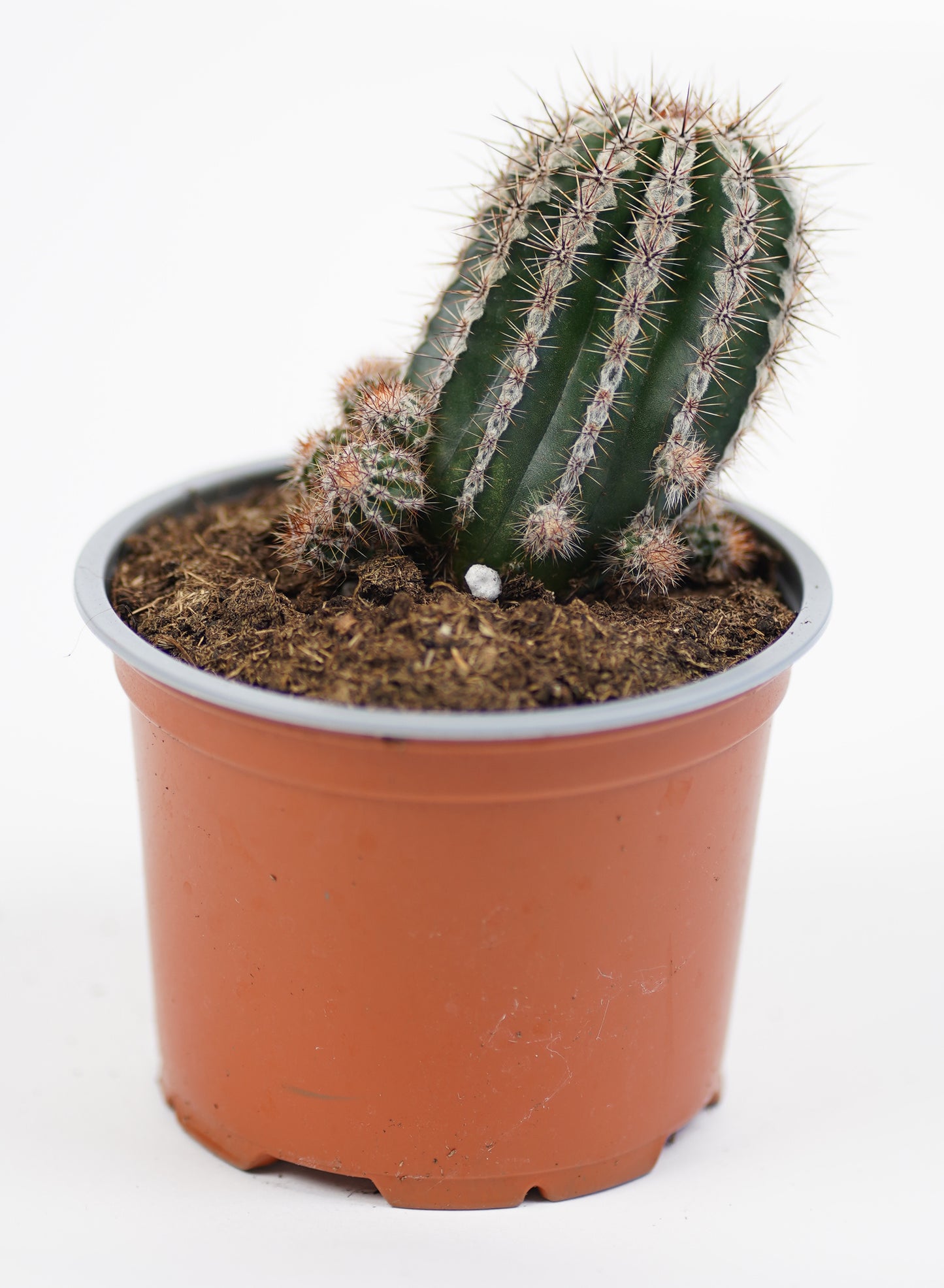 Echinopsis Cv. Haku-jo Maru