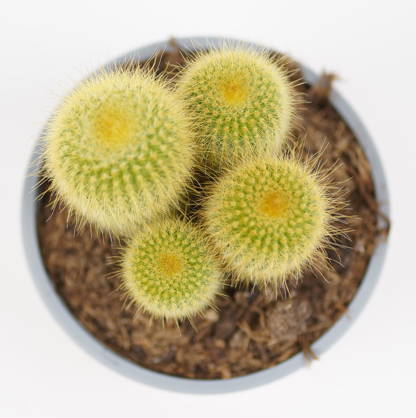Notocactus Leninghausii