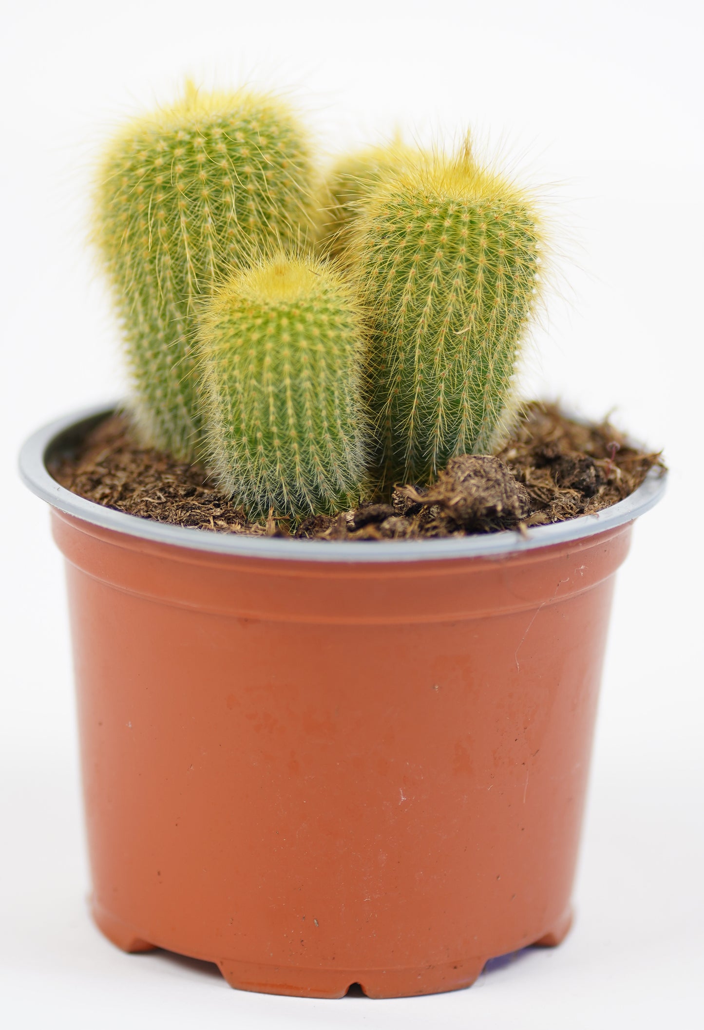 Notocactus Leninghausii