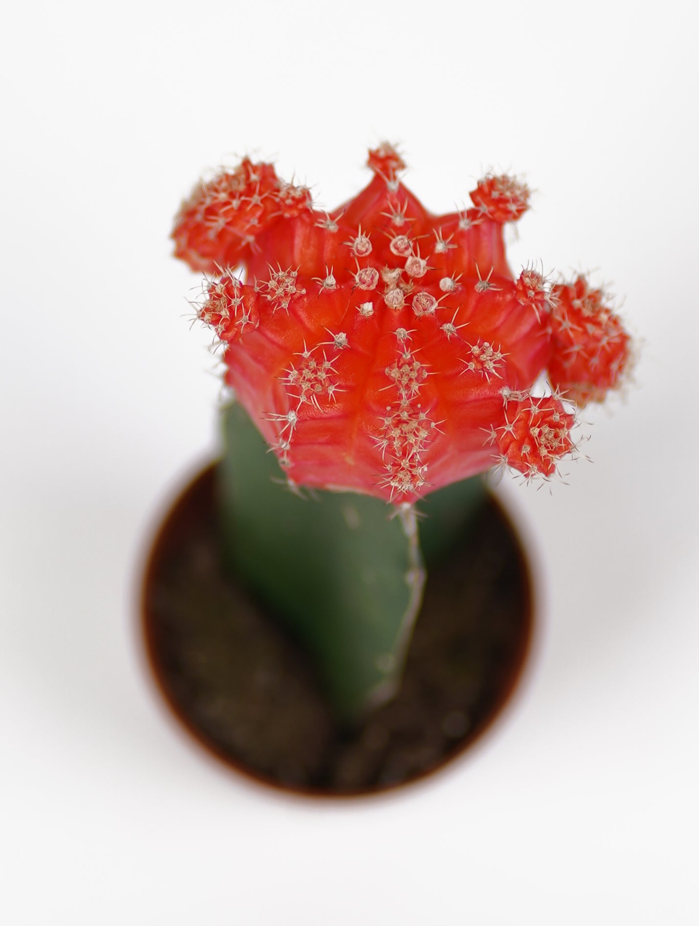 Gymnocalycium Mihanovichii