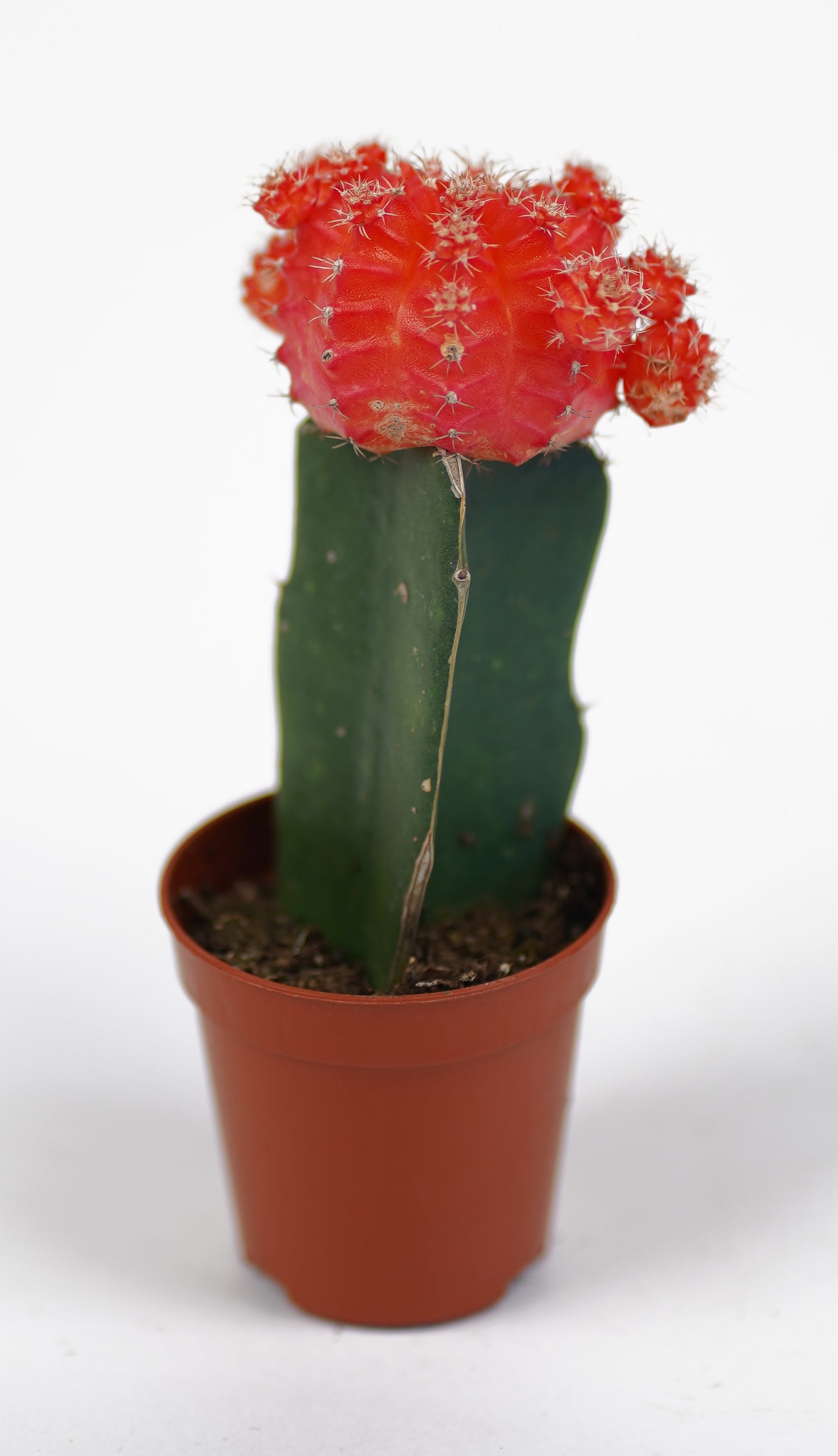 Gymnocalycium Mihanovichii