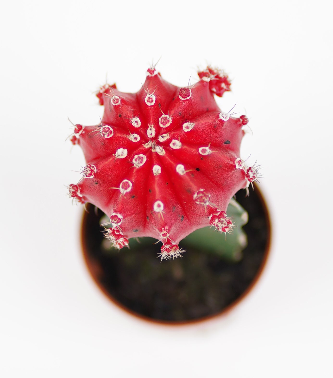 Gymnocalycium Mihanovichii