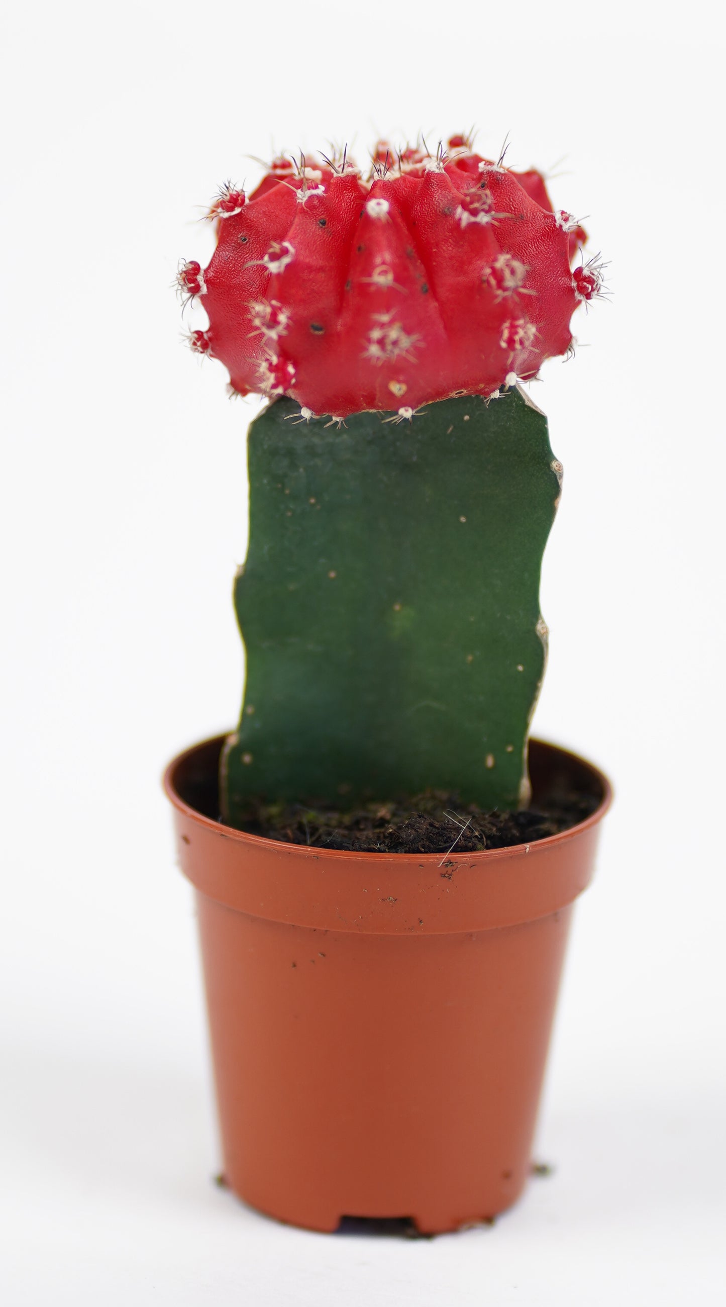 Gymnocalycium Mihanovichii