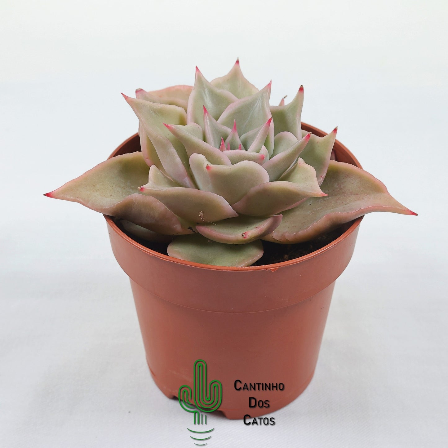 Echeveria Madiba