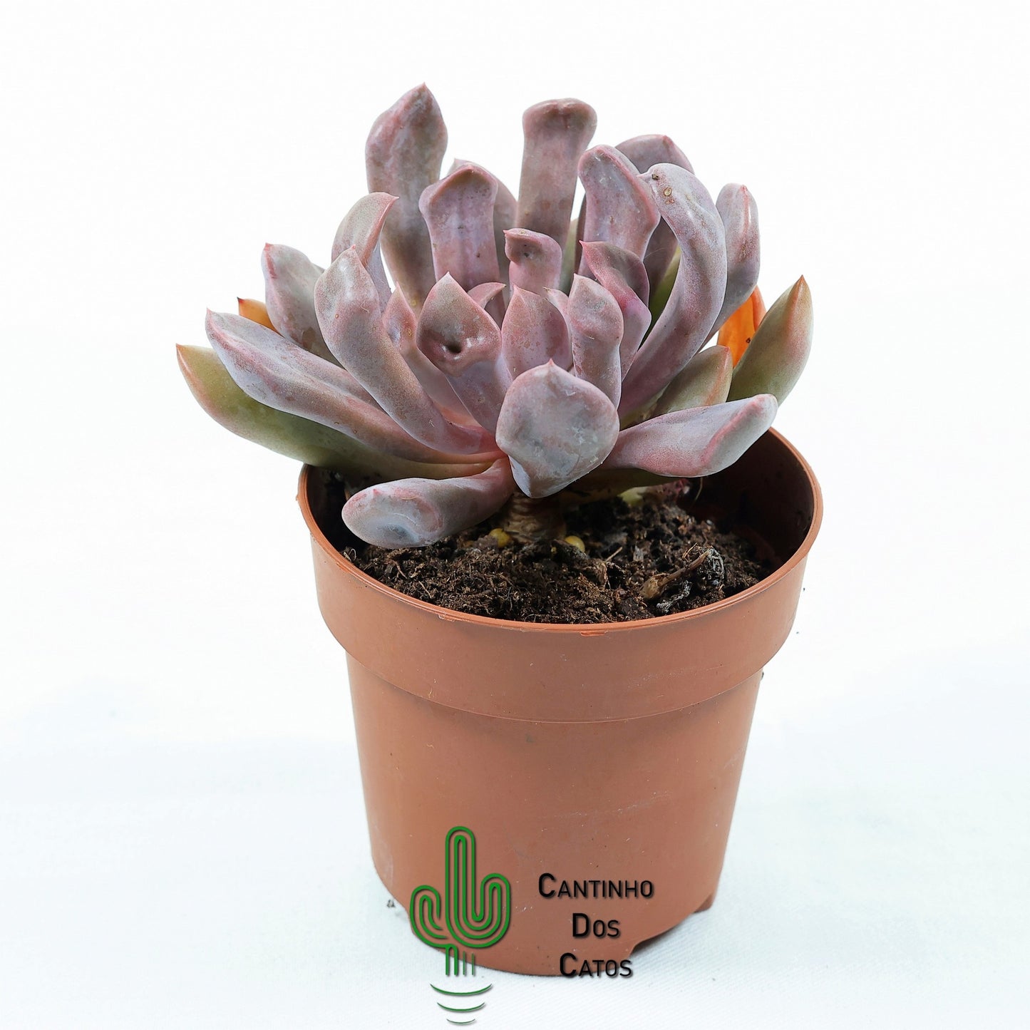 Graptoveria Topsy Debbi