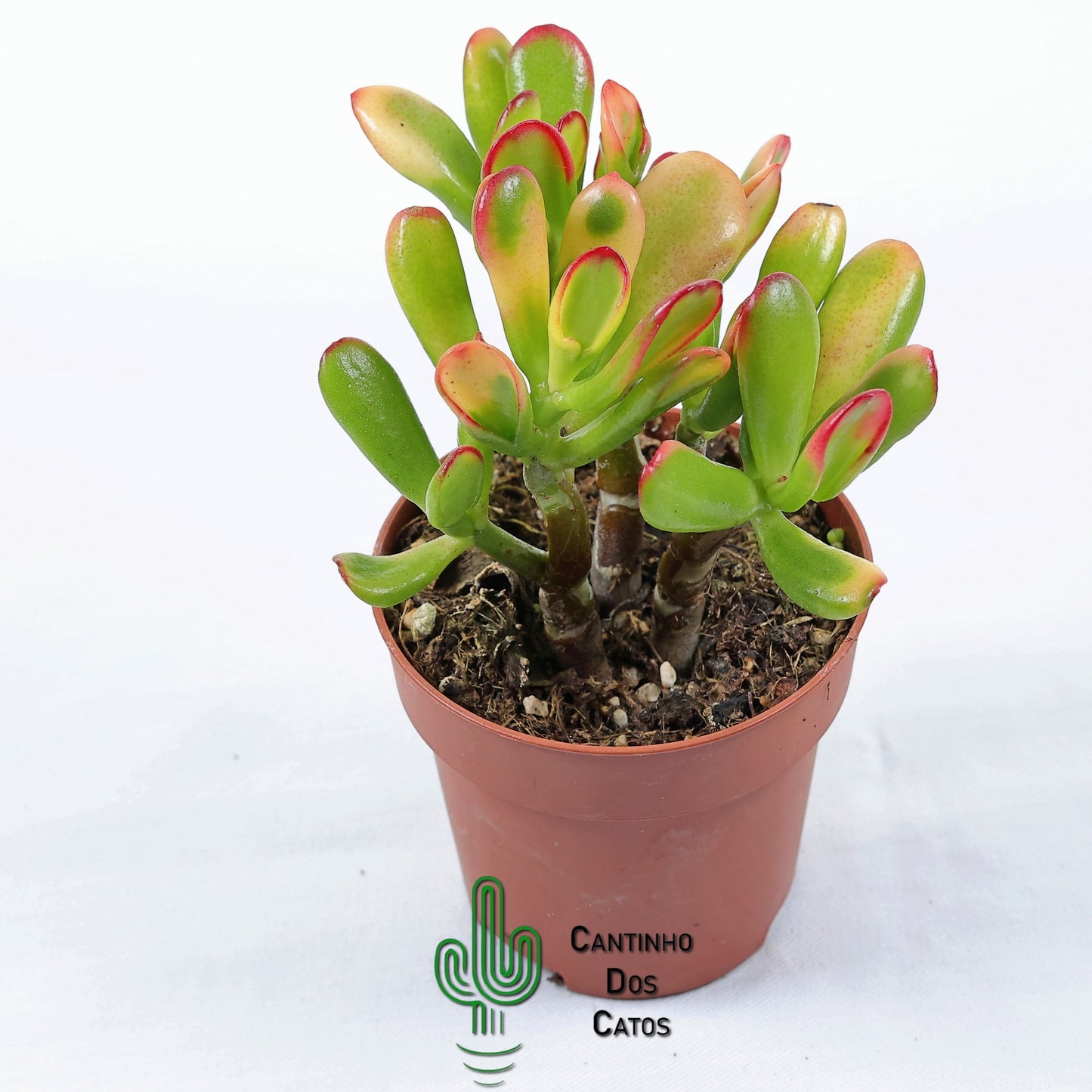 Crassula Ovata Gollum tricolor (orelha de shrek)