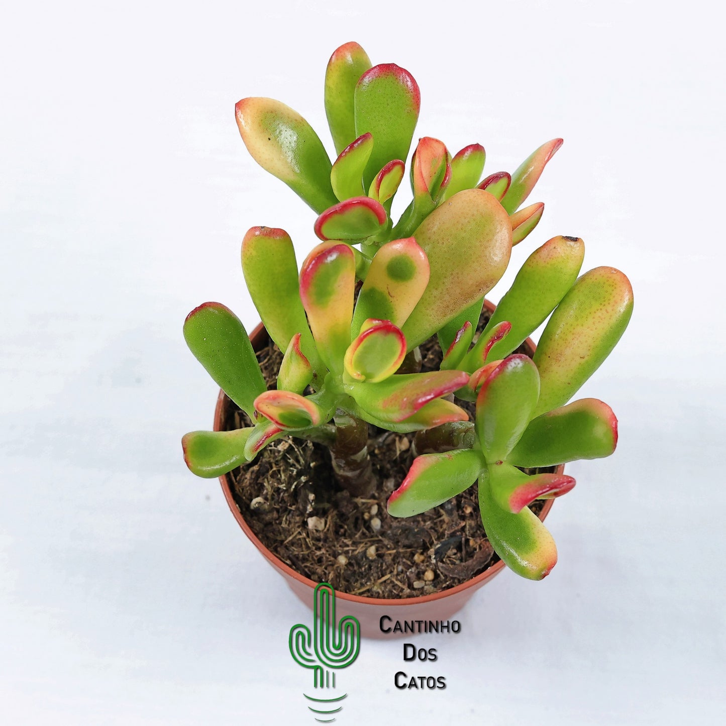 Crassula Ovata Gollum tricolor (orelha de shrek)
