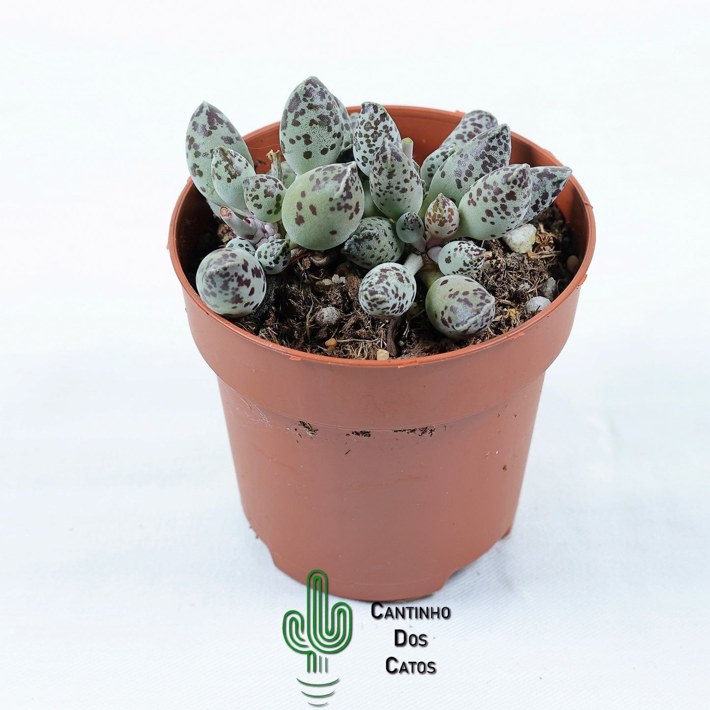 Adromischus Cooperi var. Festivus