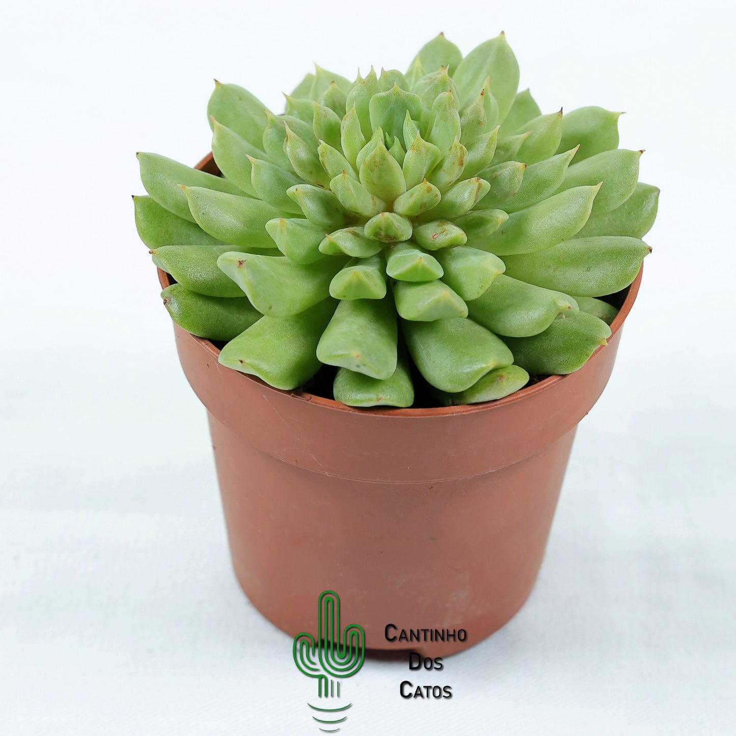 Echeveria Irish Mint