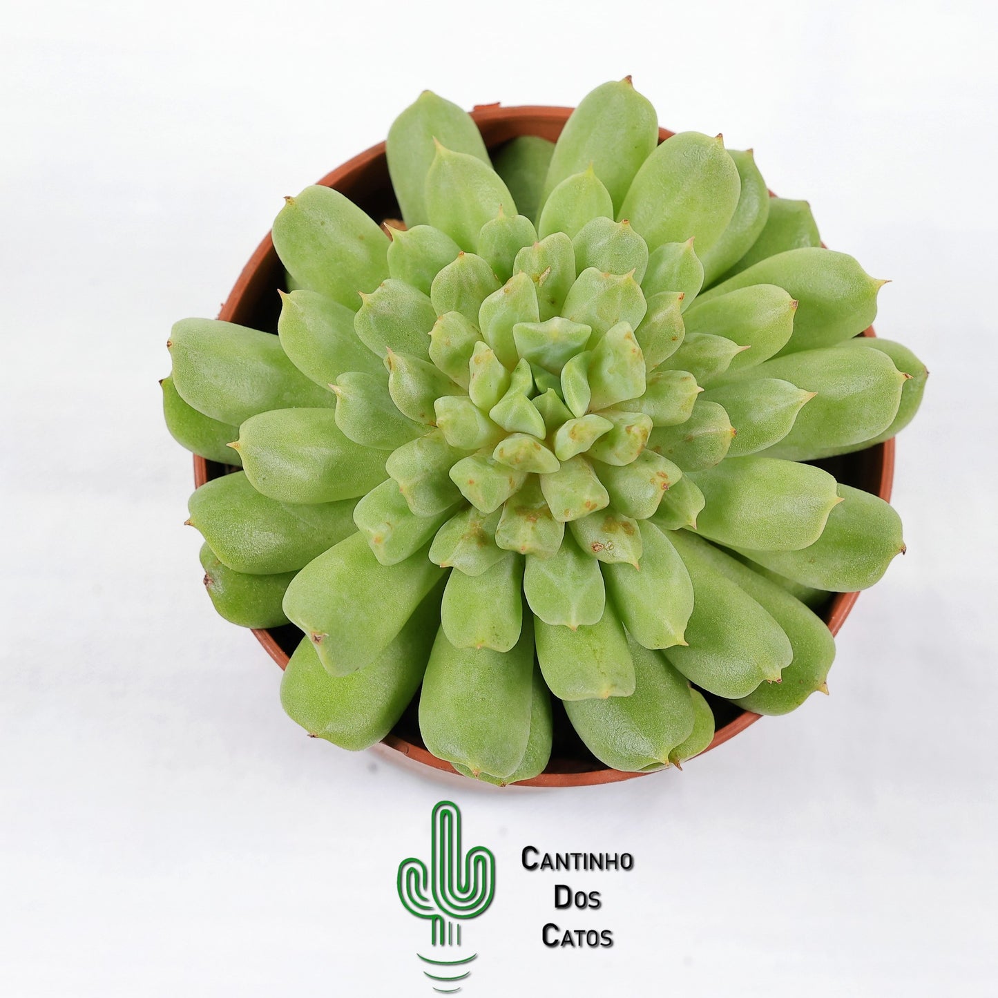 Echeveria Irish Mint