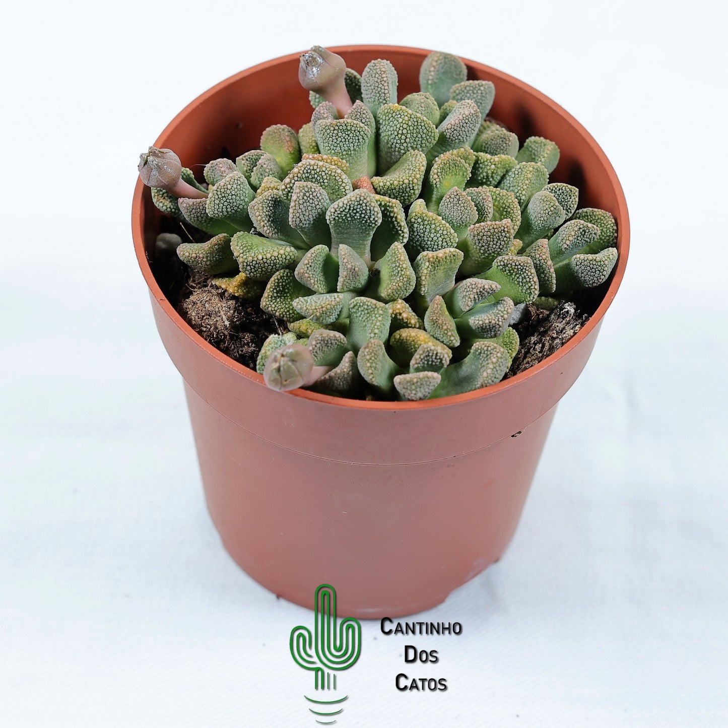 Titanopsis Schwantesii