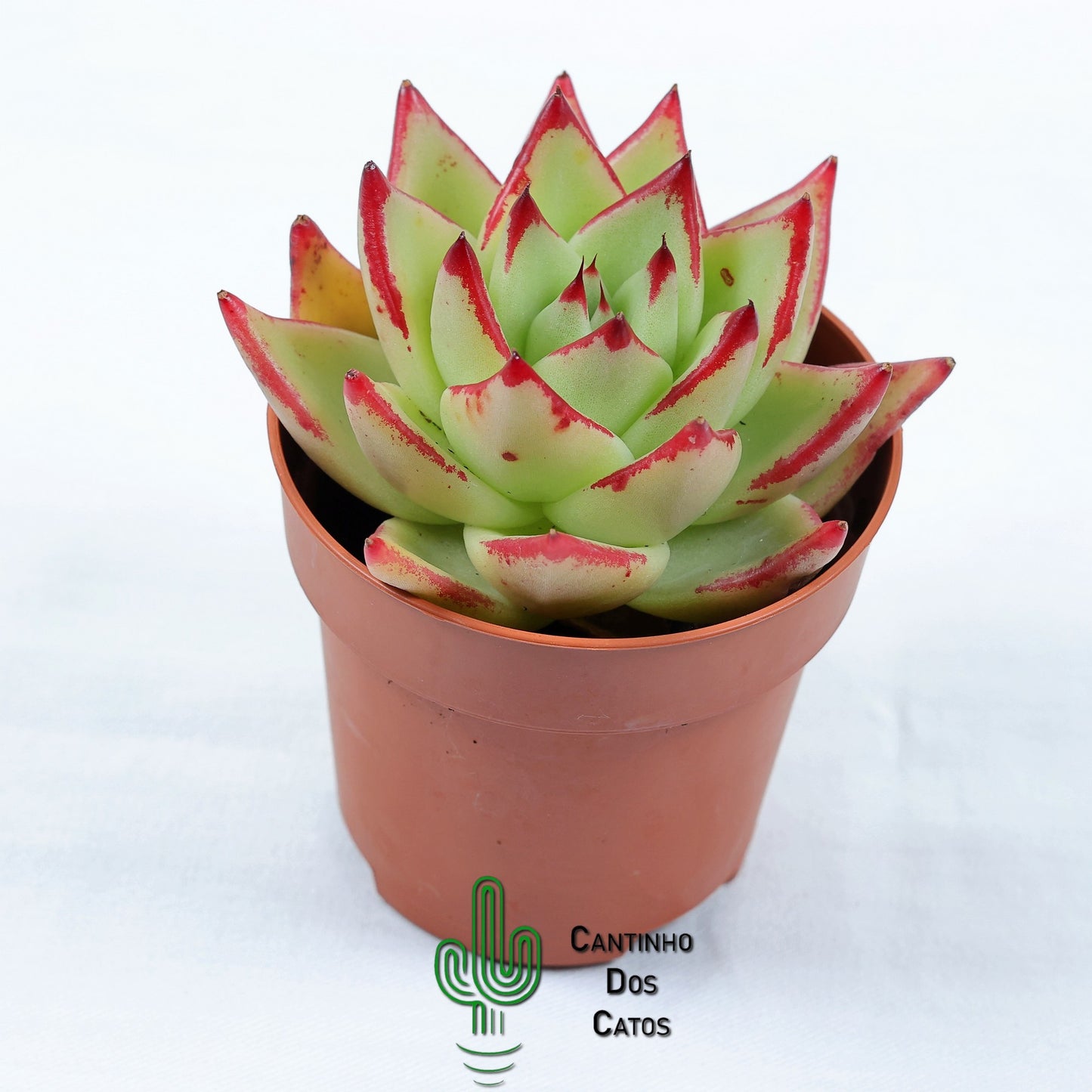 Echeveria Agavoides Lipstick