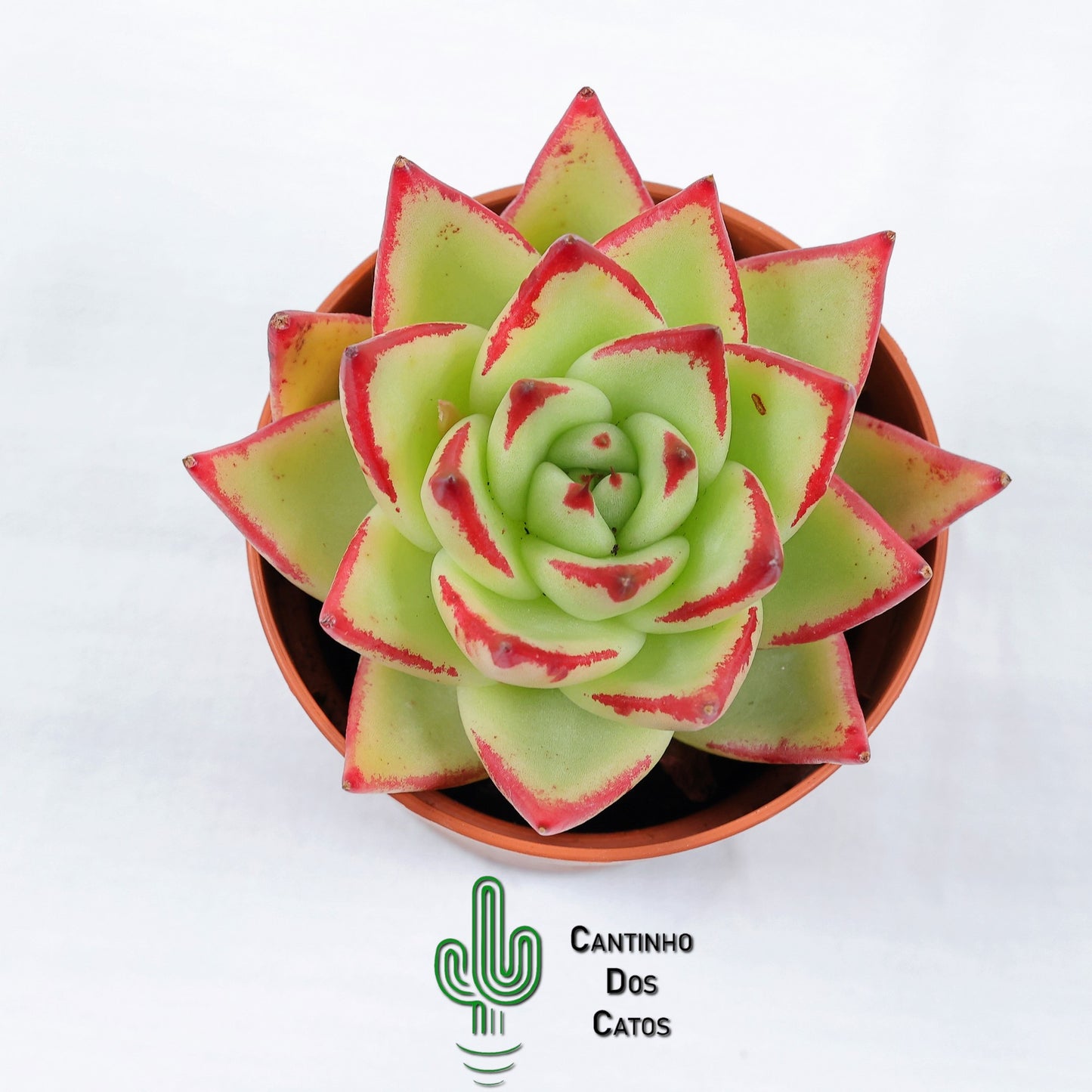 Echeveria Agavoides Lipstick
