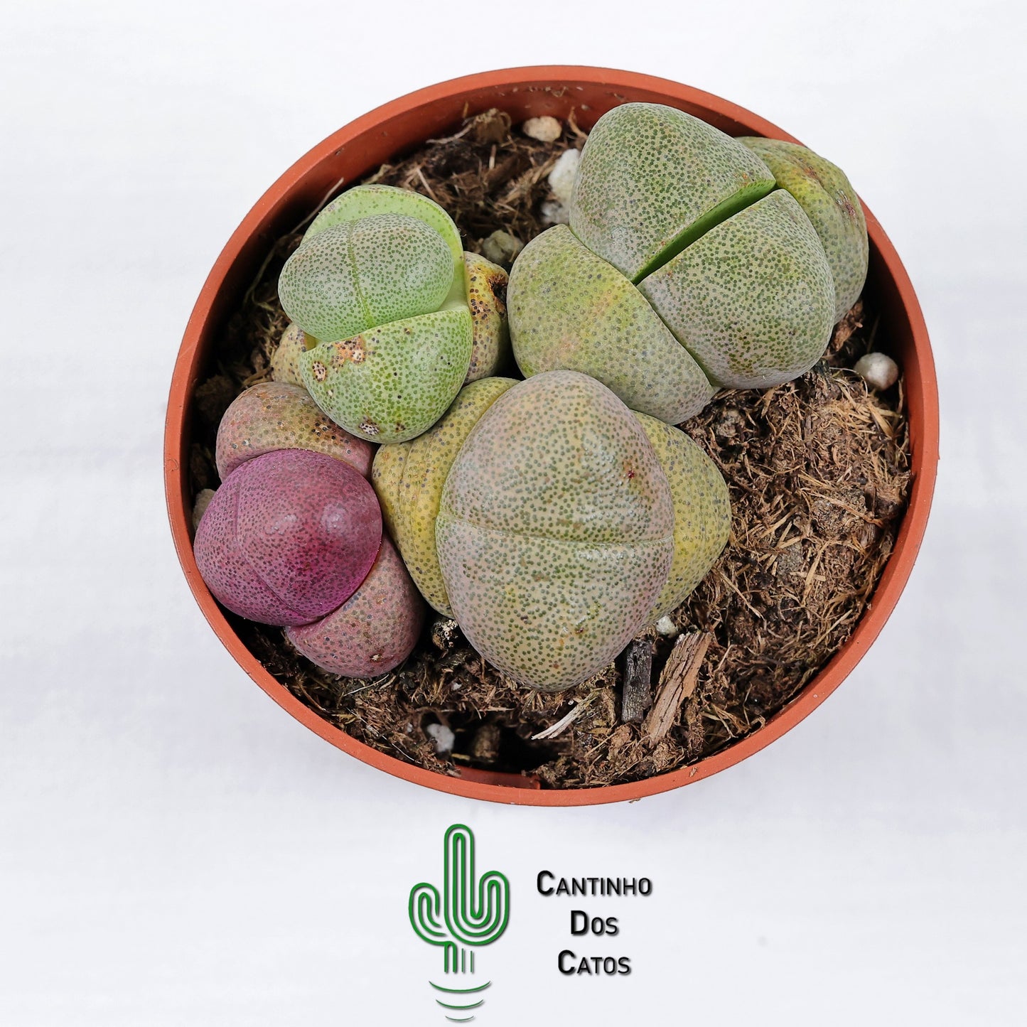Pleiospilos Nelli/ Peliospilos Nelli Rubra