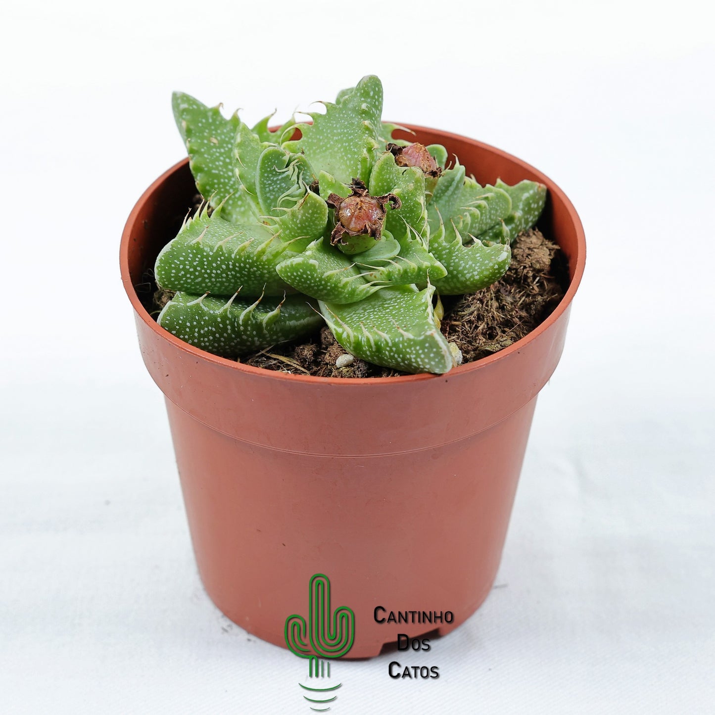 Faucaria tuberculosa