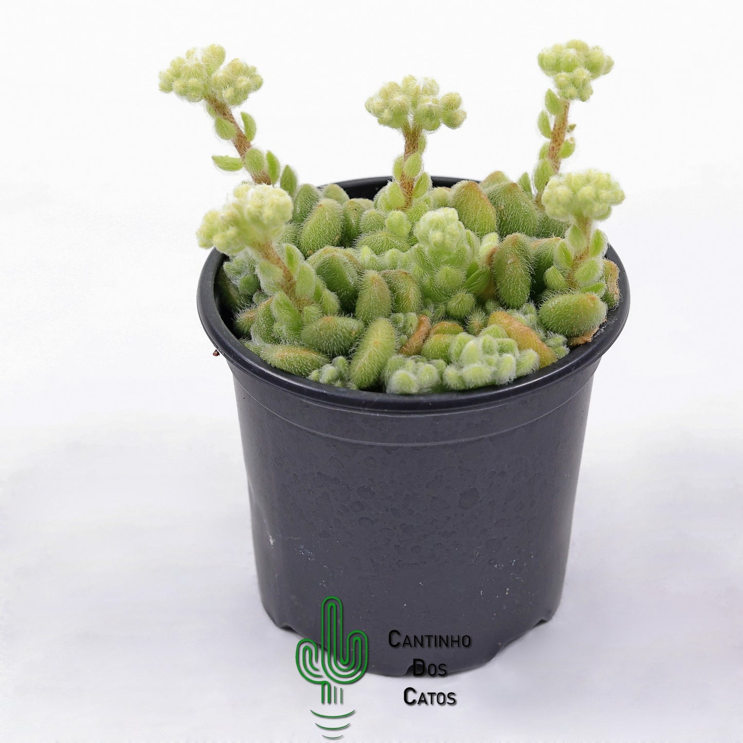 Sedum Hintonii