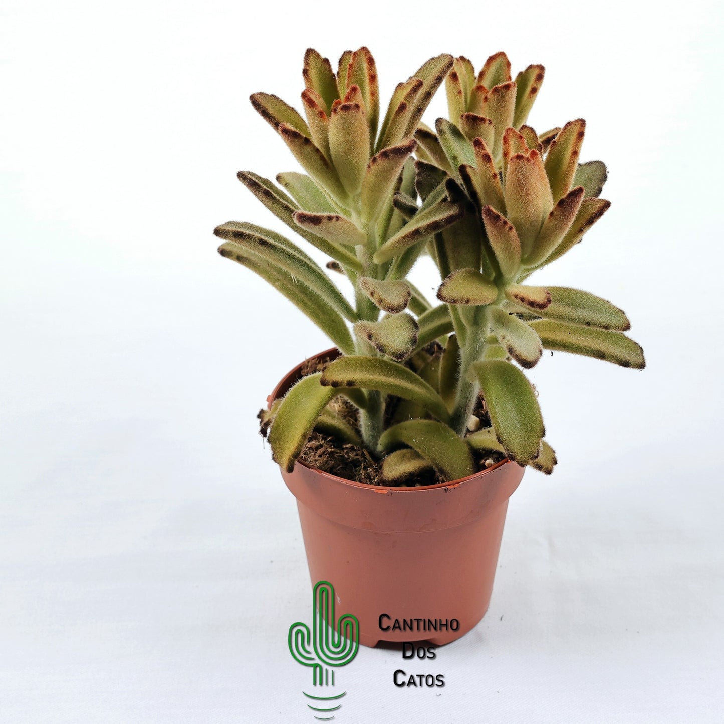 Kalanchoe Tomentosa Chocolate Soldier