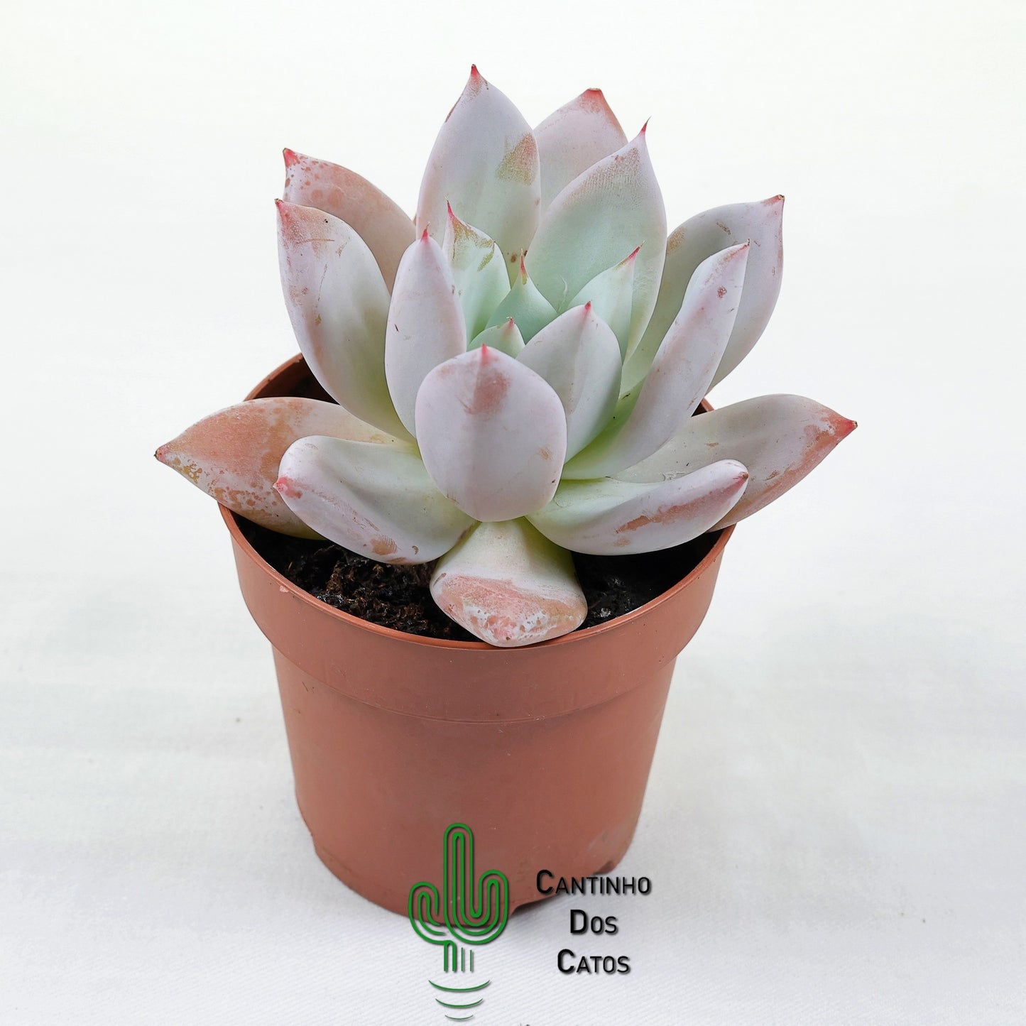 Echeveria Mexican Giant