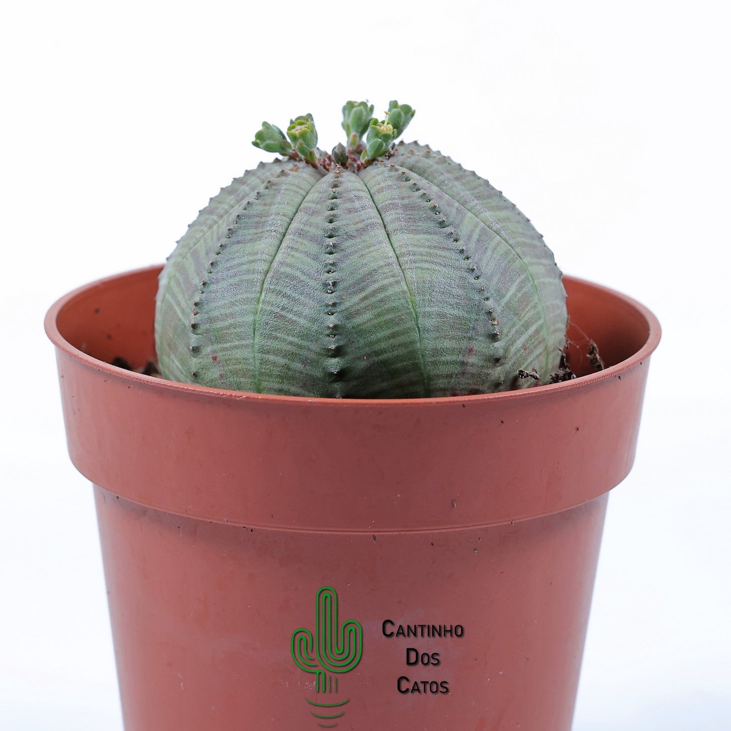 Euphorbia Obesa