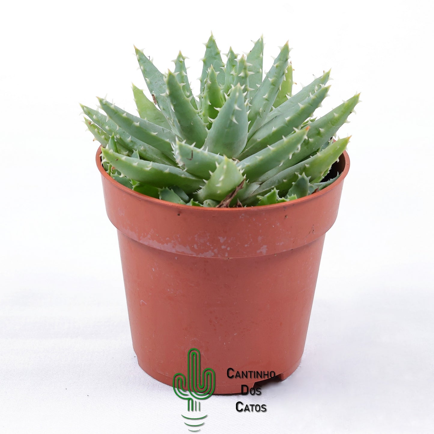 Aloe humilis x pratensis