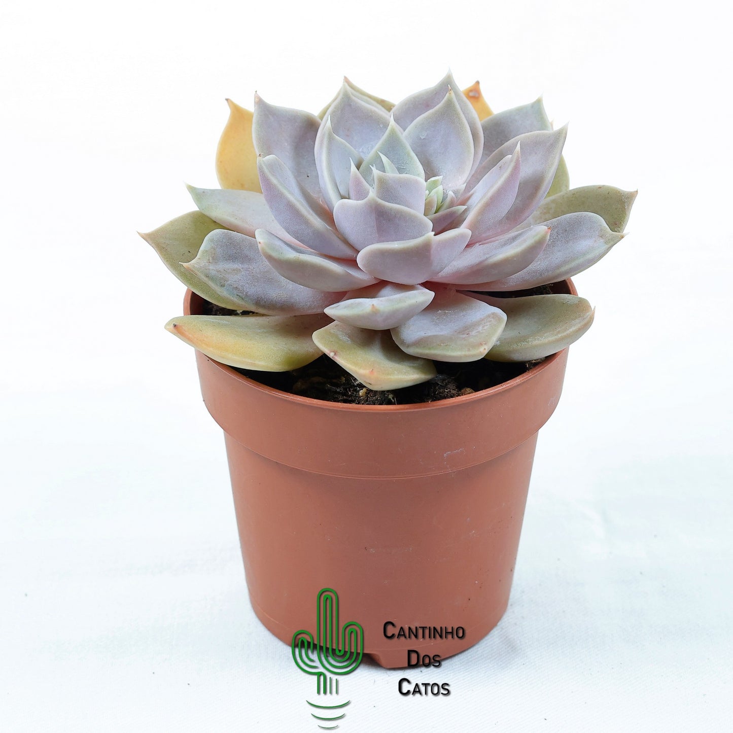 Echeveria Mensa Dark Desire