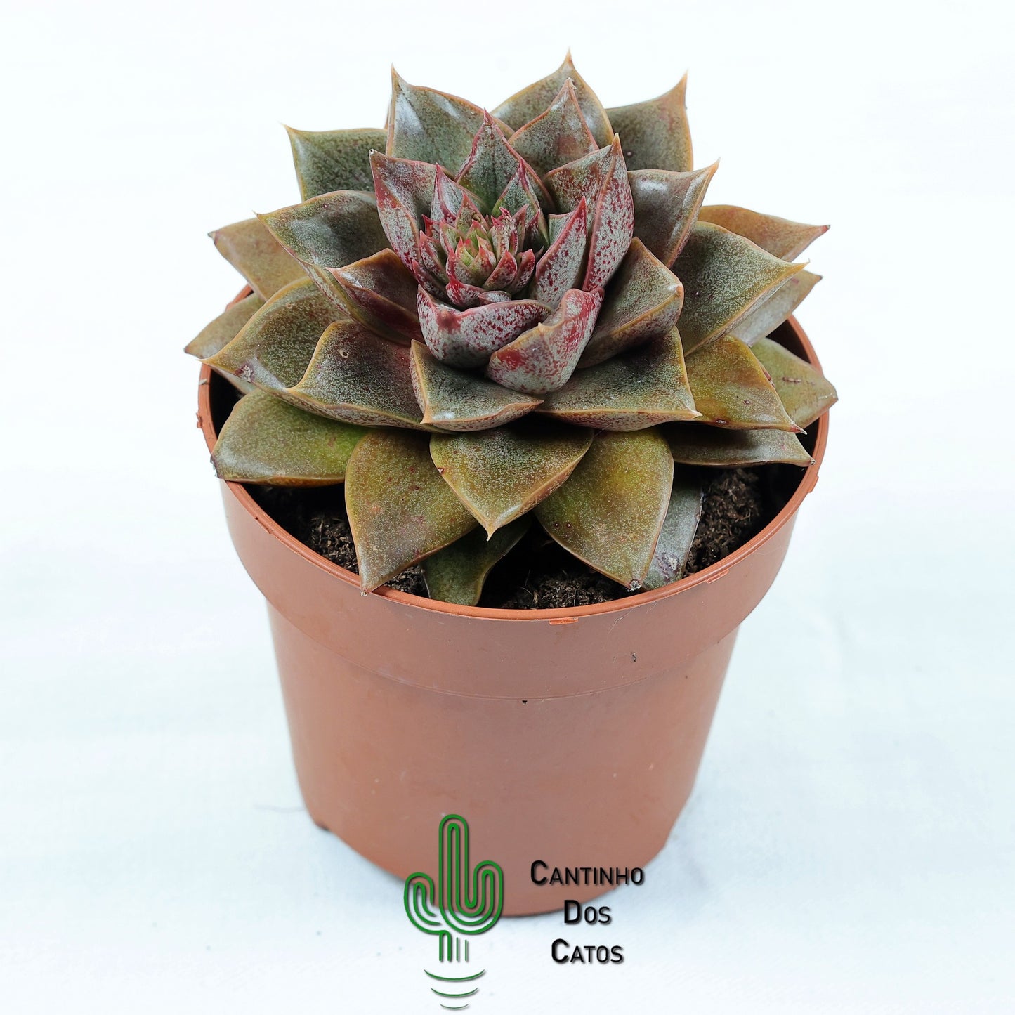 Echeveria Purpusorum Subs. Dionysos