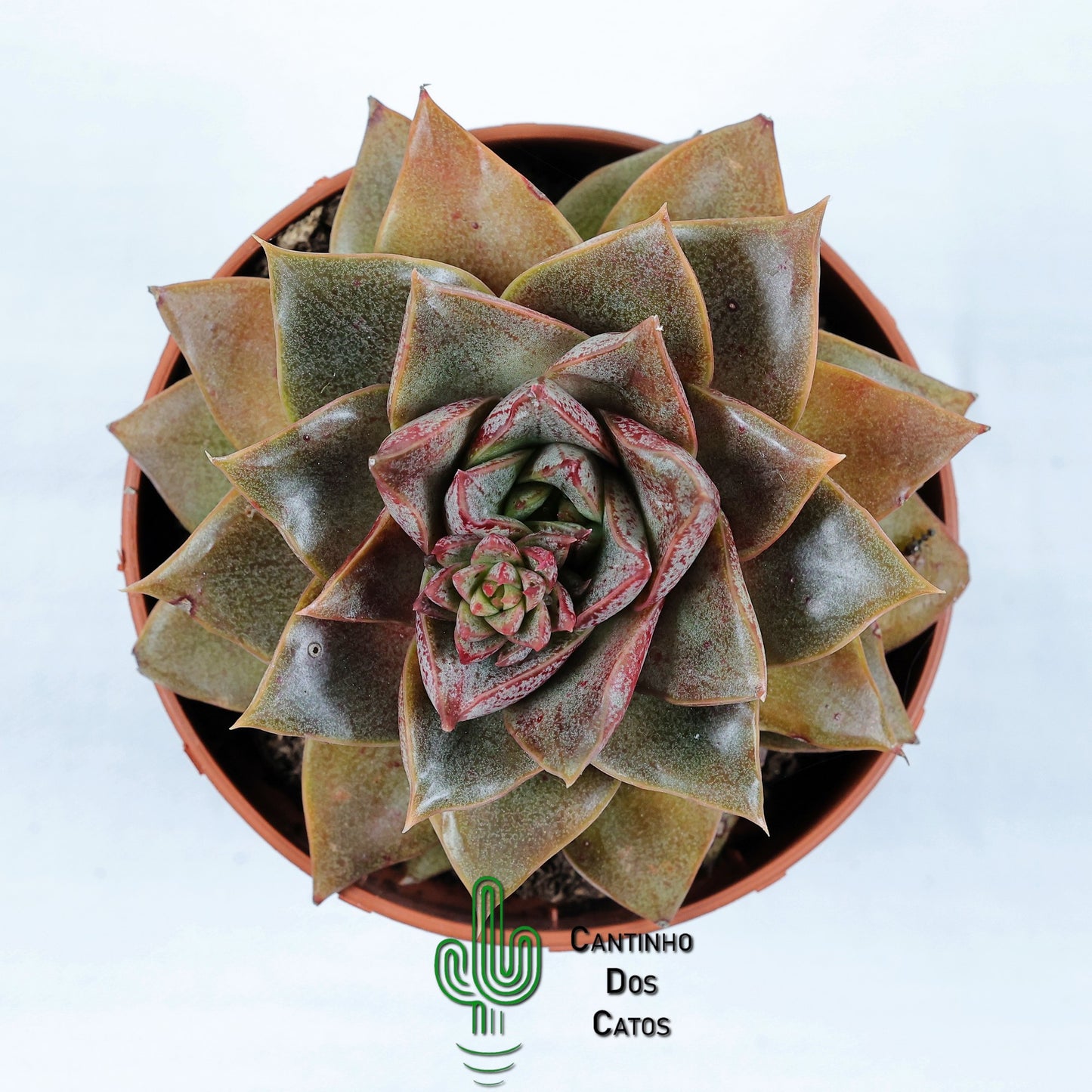Echeveria Purpusorum Subs. Dionysos