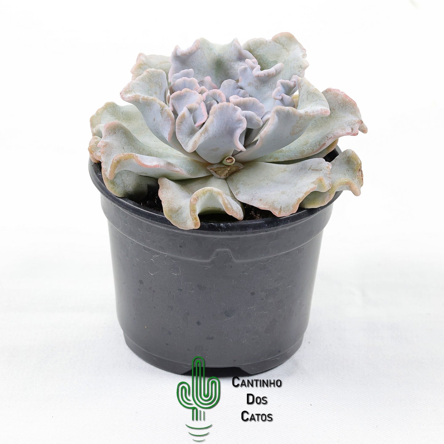 Echeveria Crispate Beauty
