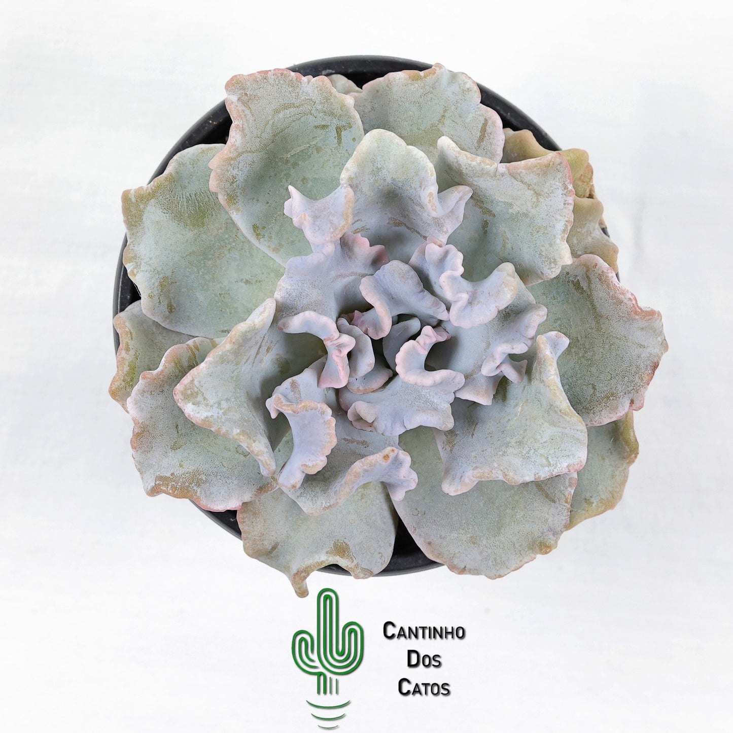 Echeveria Crispate Beauty
