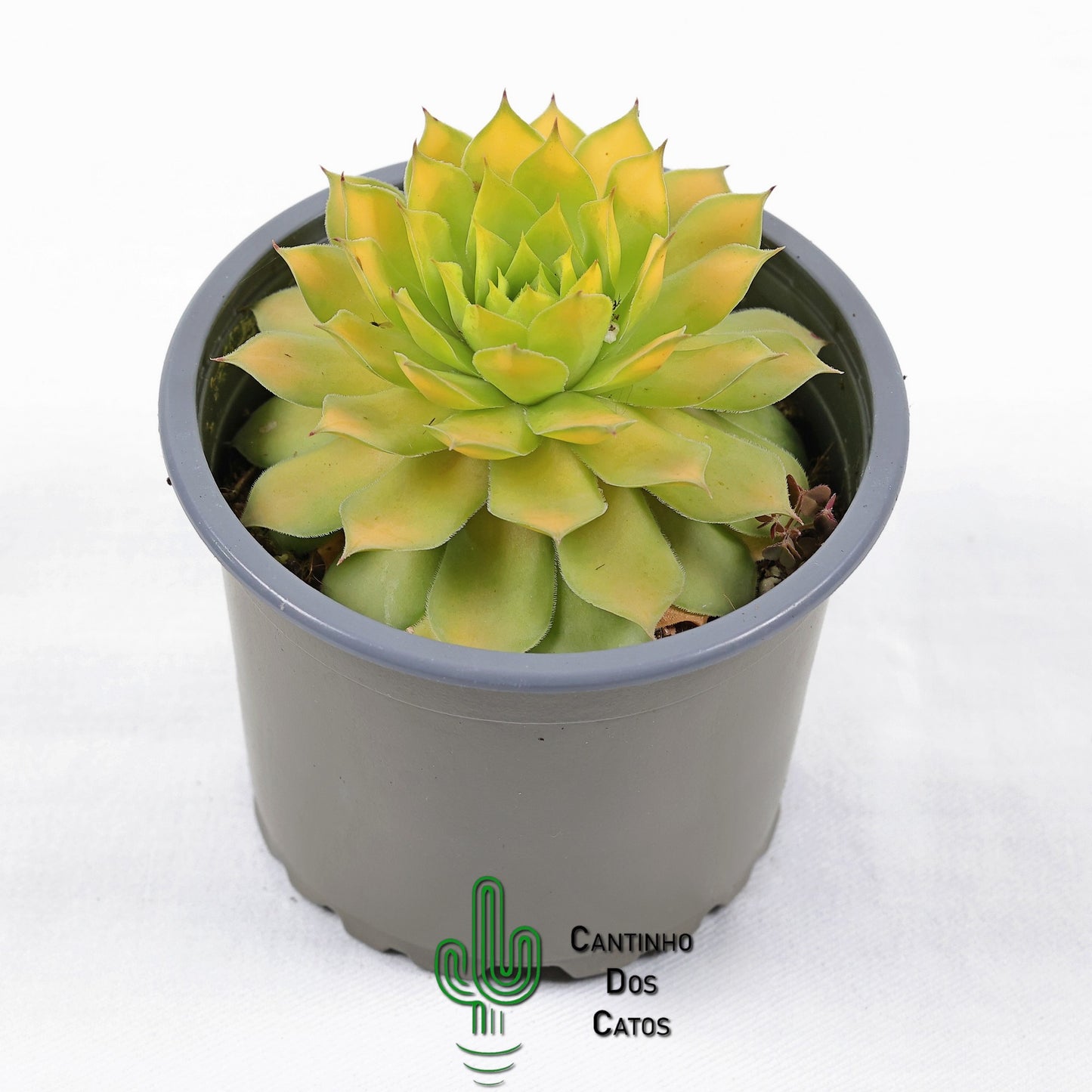 Sempervivum Gold Nugget