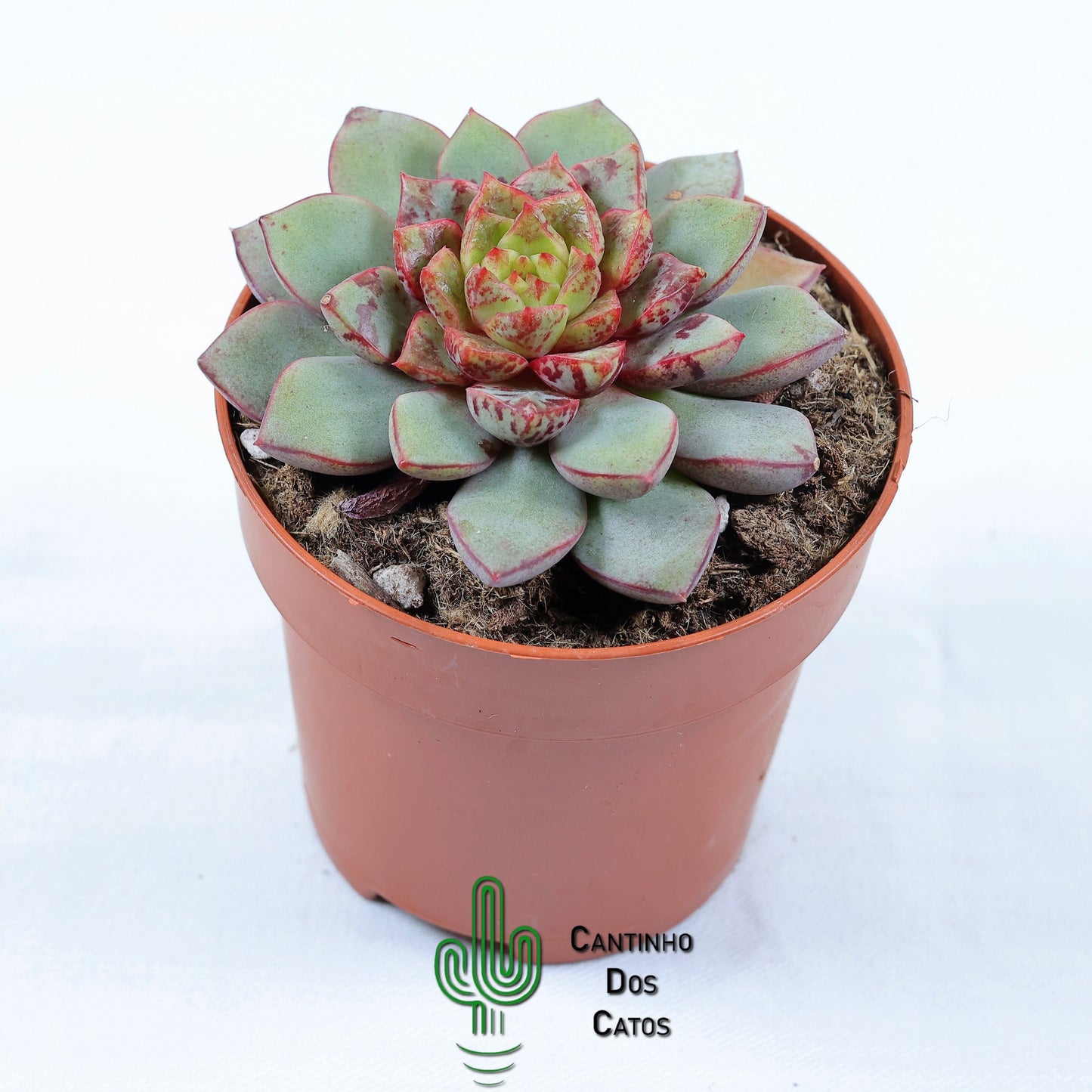 Echeveria Nacre