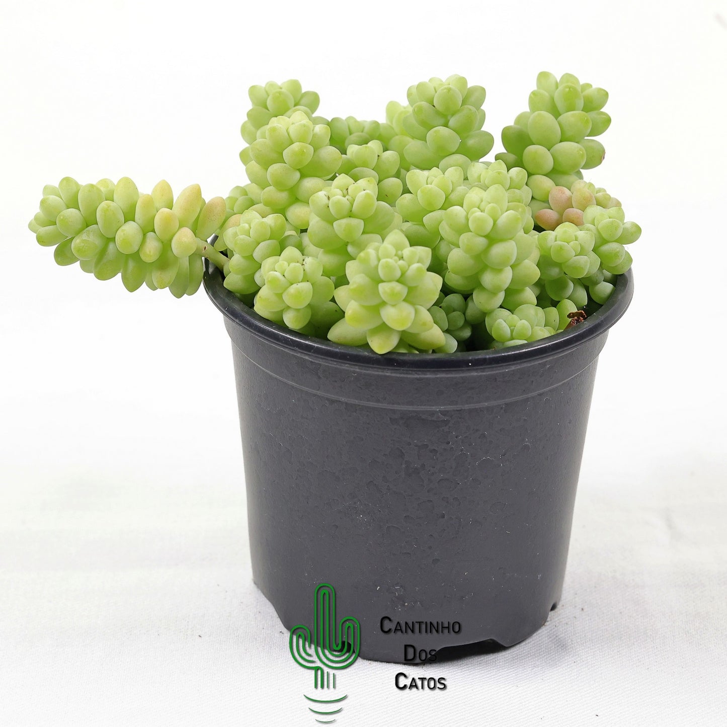 Sedum Morganianum (Burrito)