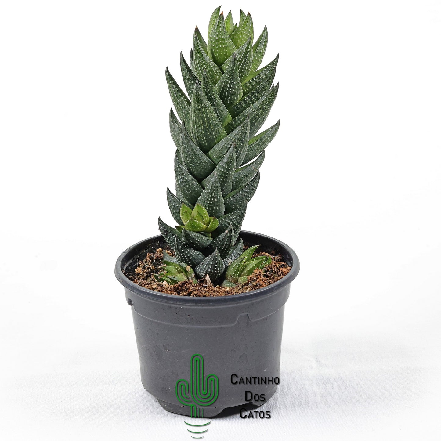 Haworthia Coarctata f. Chalwinii