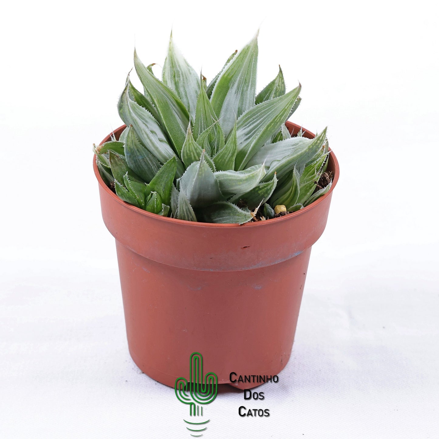 Haworthia magnifica acuminata "Grey ghost"