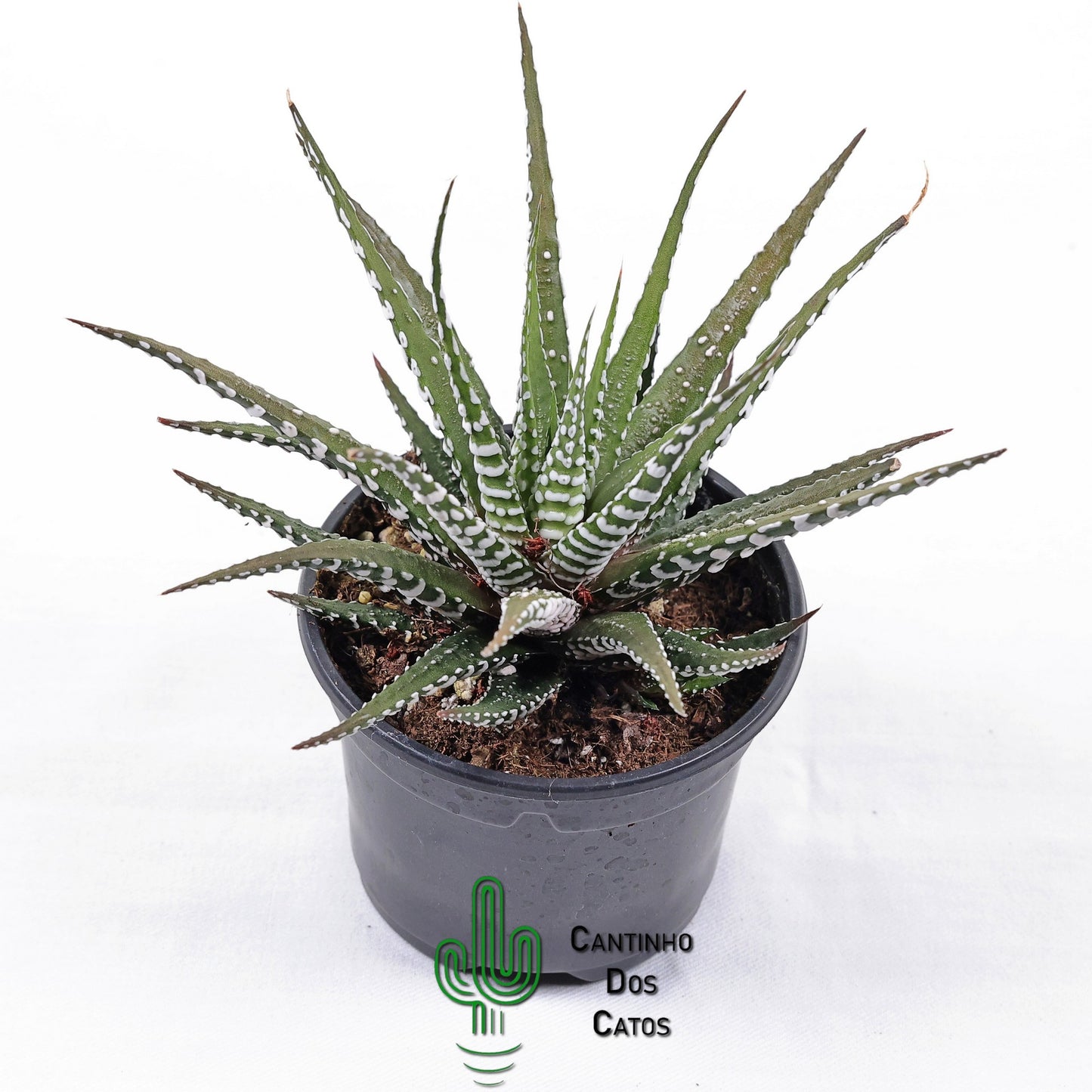Haworthia Fasciata Alba "Super Zebra"