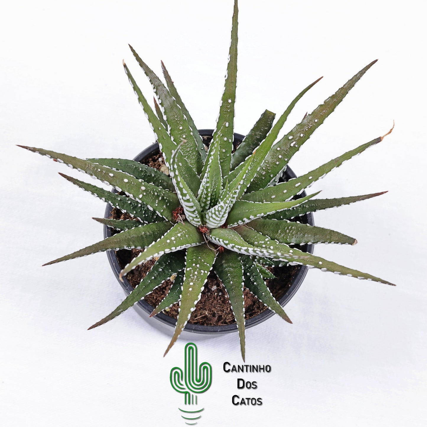 Haworthia Fasciata Alba "Super Zebra"