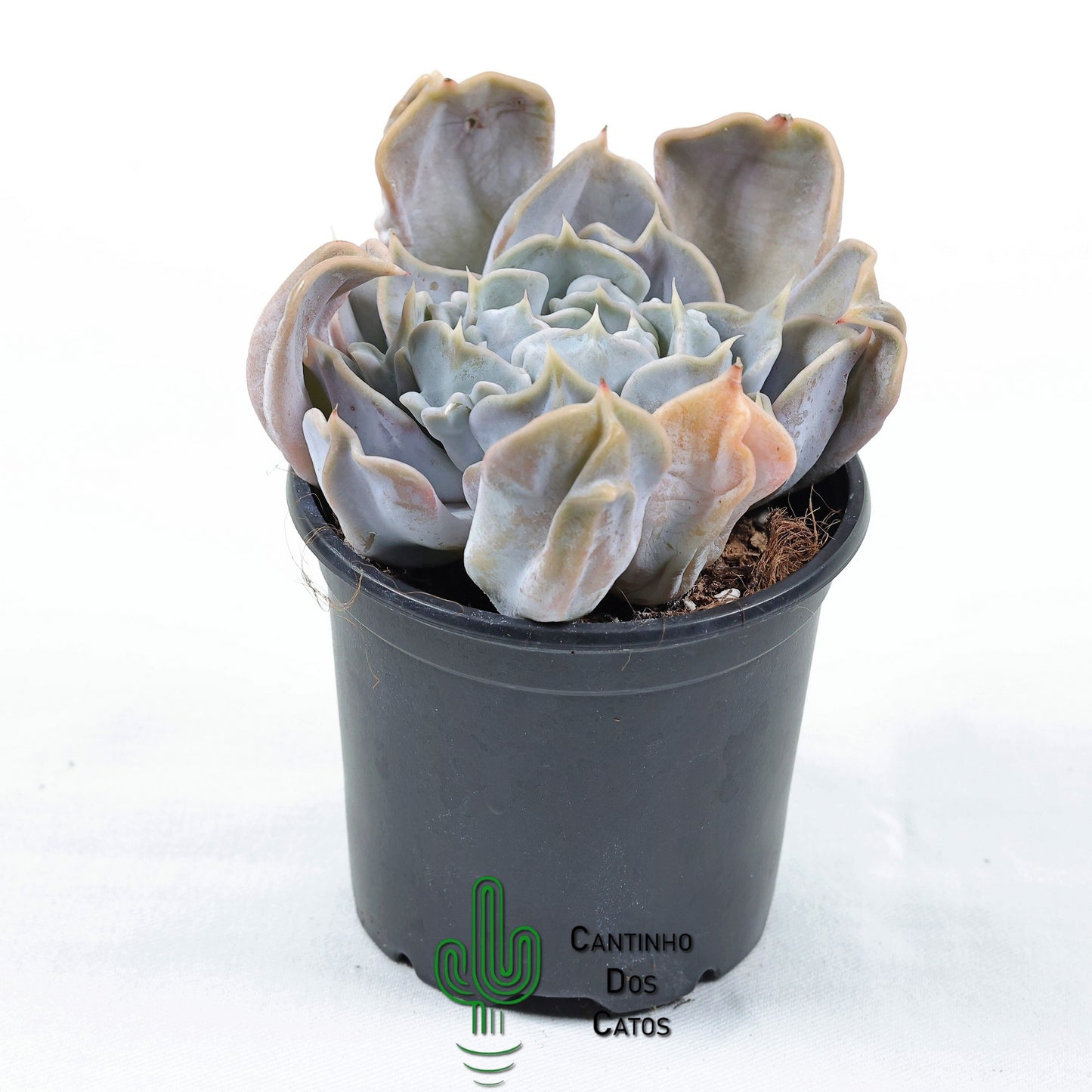 Echeveria Thriller Pearl