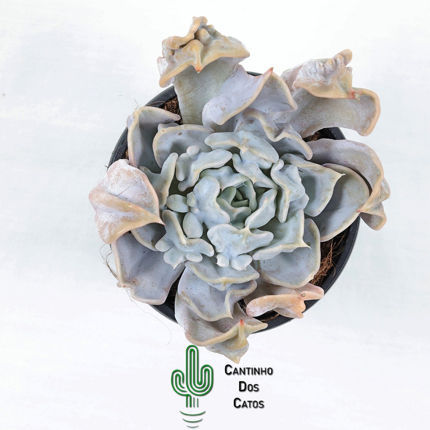 Echeveria Thriller Pearl