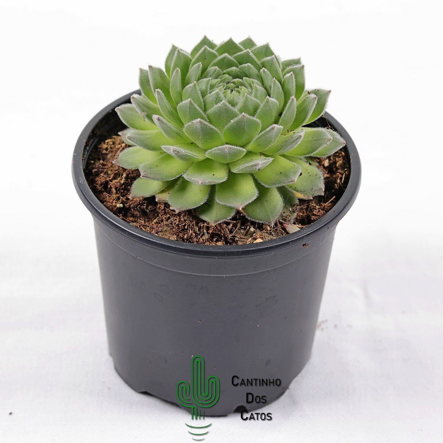 Sempervivum Sugar shimmer